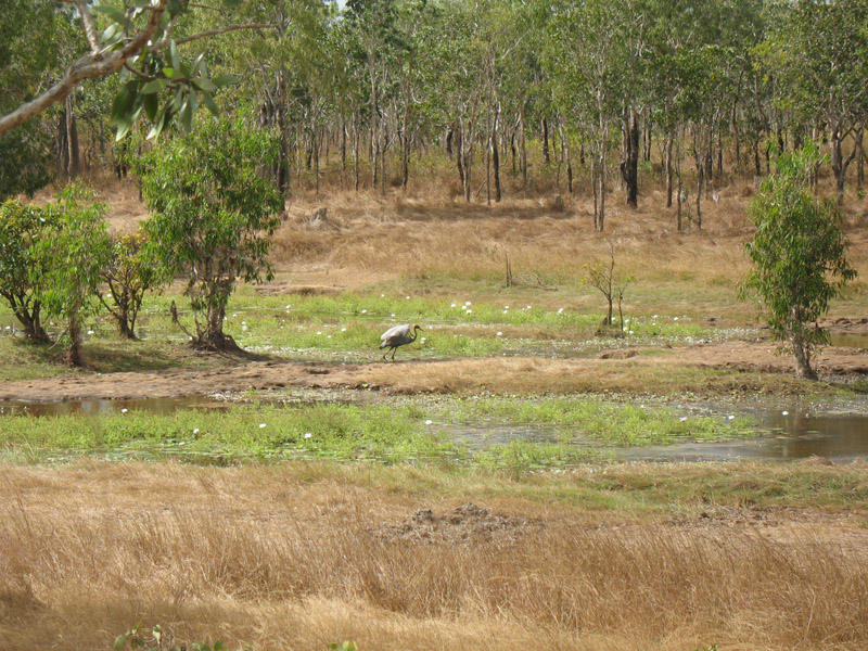 Lakefield National Park - Walkabout